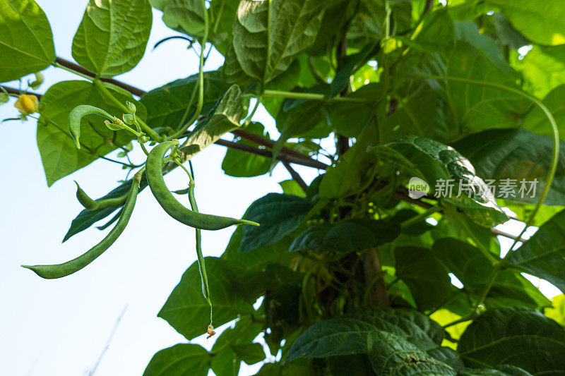 菜豆(phaseololesvulgaris L. bean)在大田阳光下生长